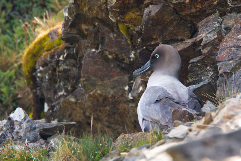 Light-Mantled Sooty Albatross On Nest